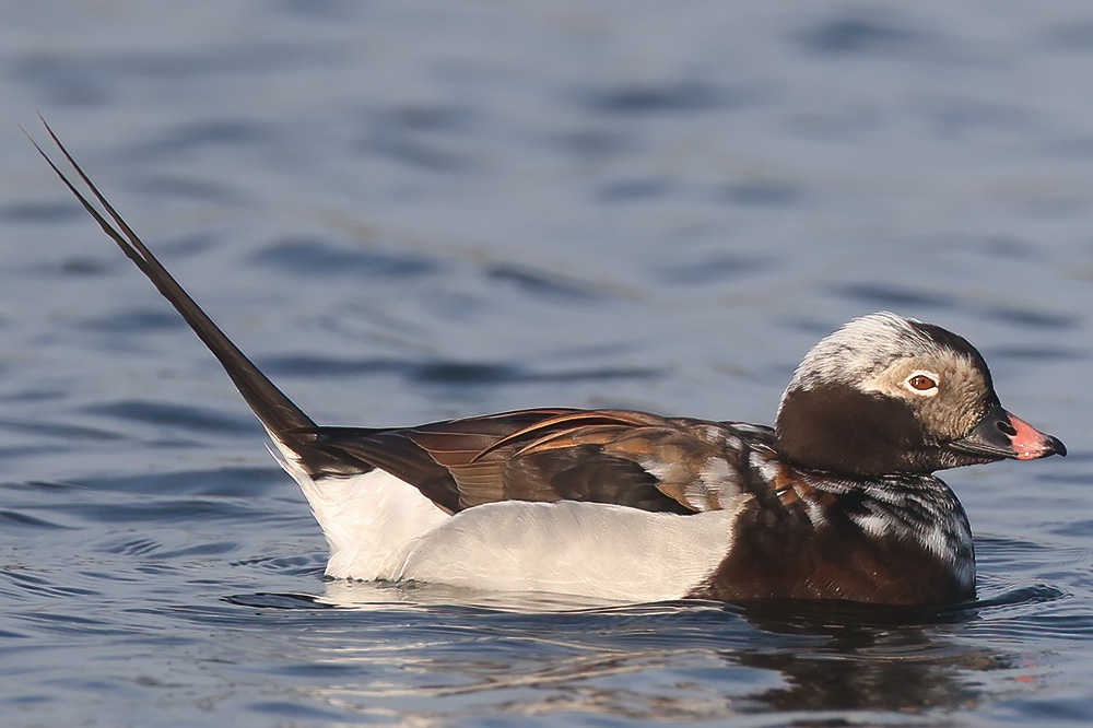 Long-tailed duck